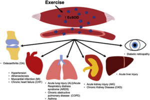 exercise and covid diagram