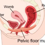 pelvic floor